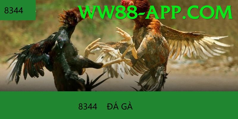 Cách Đọc Kèo Đá Gà - Boss thế giới